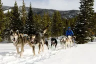 Yellowstone National Park Winter Tour 6 Days thumbnail 5