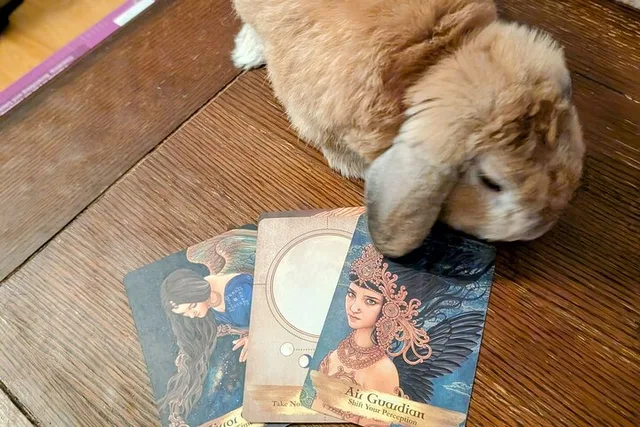 St. Augustine Oracle Card Reading Tour - Image 6