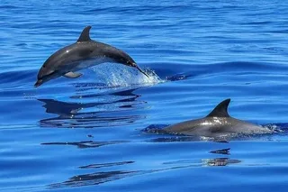 Tampa Dolphin Shelling Snorkeling Cruise