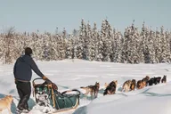 Fairbanks Dog Sledding on the Yukon Quest Trail thumbnail 3