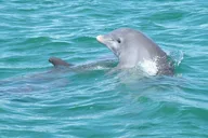 Key West Snorkeling and Dolphin Watching Tour thumbnail 5