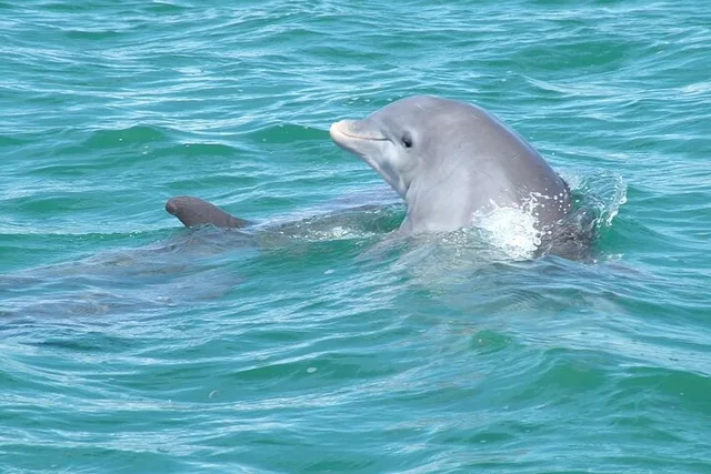 Key West Snorkeling and Dolphin Watching Tour - Image 5