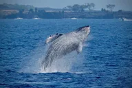 Kona Whale Watching Super-Raft Tour 2.5 hr thumbnail 5