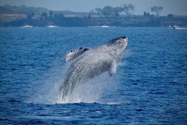 Kona Whale Watching Super-Raft Tour 2.5 hr - Image 5