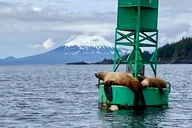 Sitka Scenic Wildlife Boat Excursion thumbnail 2