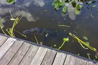 Miami Everglades Airboat Tour with Guide thumbnail 6