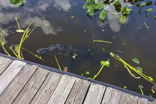 Miami Everglades Airboat Tour with Guide - Image 6