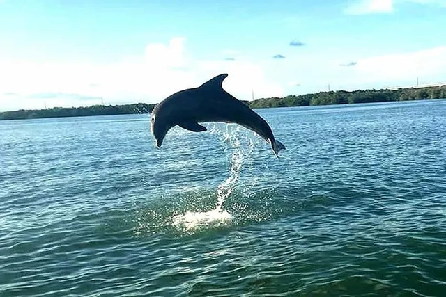 Key Largo Mangrove Eco-Tour 90 Min - Image 2