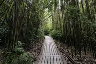 Maui Pipiwai Trail Open-Air Jeep Tour thumbnail 4