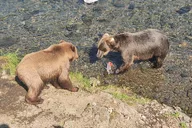 Homer Bear Viewing Floatplane Tour thumbnail 5