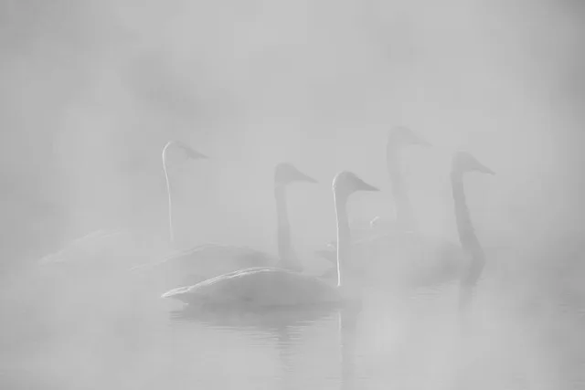 Jackson Hole Wildlife Safari - Image 6