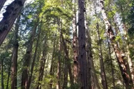San Francisco Muir Woods and Sausalito Tour with Ferry thumbnail 4