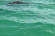 Tampa Dolphin Shelling Snorkeling Cruise thumbnail 5