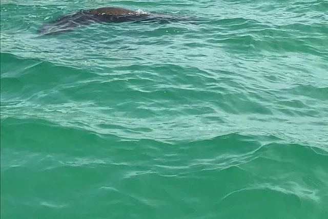 Tampa Dolphin Shelling Snorkeling Cruise - Image 5