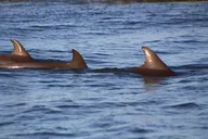 Folly Beach Dolphin Viewing Boat Tour thumbnail 2