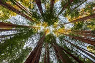 San Francisco Muir Woods Tour thumbnail 5