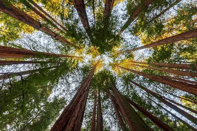 San Francisco Muir Woods Tour - Image 5