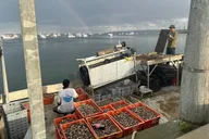 Plymouth Oyster Farm Experience thumbnail 2