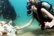 West Palm Beach Scuba Diving Adventure with Videos thumbnail 3