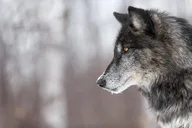Yellowstone Wolves and Winter Adventure from Montana thumbnail 1