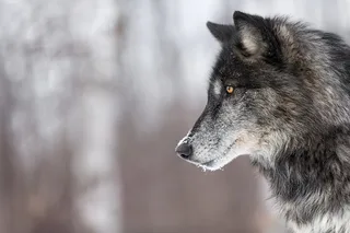 Yellowstone Wolves and Winter Adventure from Montana