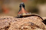 Tucson Sabino Canyon Adventure Game 2 hr thumbnail 3