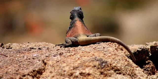 Tucson Sabino Canyon Adventure Game 2 hr - Image 3
