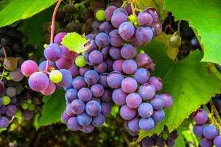 Amador County Private Wine Tour