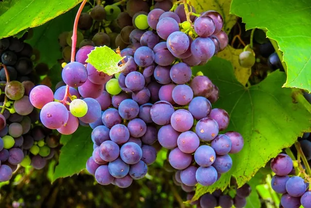 Amador County Private Wine Tour - Image 1