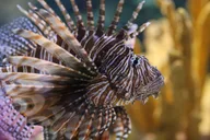 Myrtle Beach Aquarium Entry Ticket thumbnail 6