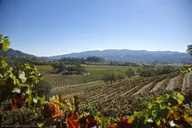 Sonoma and Napa Valley Private Limo Wine Tour thumbnail 6