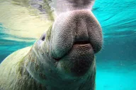Crystal River Manatee Snorkel Tour thumbnail 2