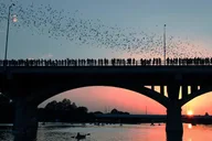 Austin Kayaking Bat Tour at Congress Bridge thumbnail 3