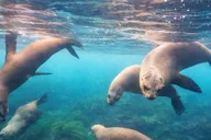 La Jolla Snorkel Gear Rental Full-Day thumbnail 3