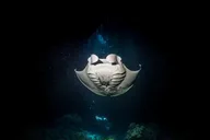 Kona Manta Ray Night Snorkel Tour 90 Min thumbnail 5