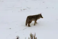 North Yellowstone National Park Winter Excursion thumbnail 5