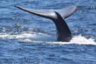 San Diego Whale Watching and Dolphin Cruise thumbnail 1