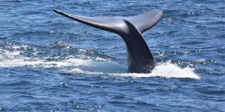 San Diego Whale Watching and Dolphin Cruise