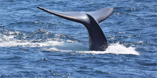 San Diego Whale Watching and Dolphin Cruise - Image 1