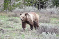 Jackson Hole Yellowstone Lower Loop Private Tour thumbnail 3