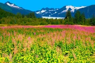 Juneau City Highlights Bus Tour thumbnail 1