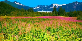 Juneau City Highlights Bus Tour
