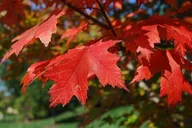 Connecticut Maple Foliage Tour From New York thumbnail 3