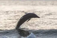 Johns Pass Sunset Cruise thumbnail 3