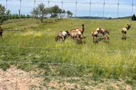 Gettysburg Horse-Drawn Carriage Tour Countryside thumbnail 5