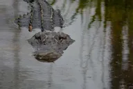 Miami Everglades Airboat Tour thumbnail 5