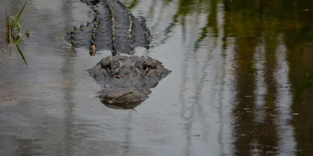 Miami Everglades Airboat Tour - Image 5