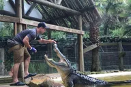 Orlando Wildlife Park and Gator Show thumbnail 1