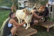 Kauai Farm Animal Experience and MicroDairy Tour thumbnail 4