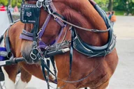 New York City Central Park Horse and Carriage Tour thumbnail 3